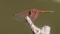 Trithemis arteriosa male (2 of 5)